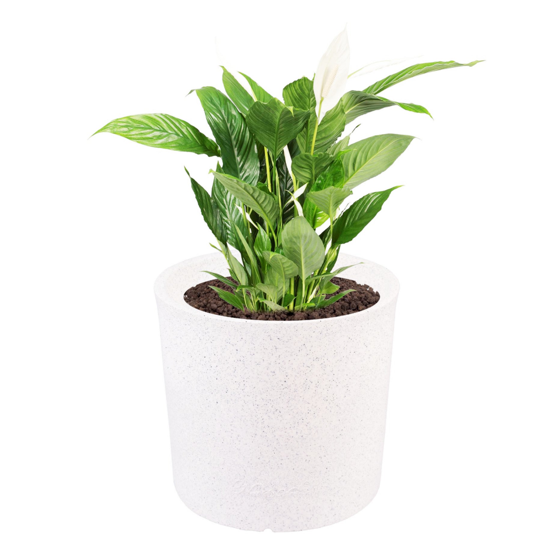 Docheio – 15″ x 14″