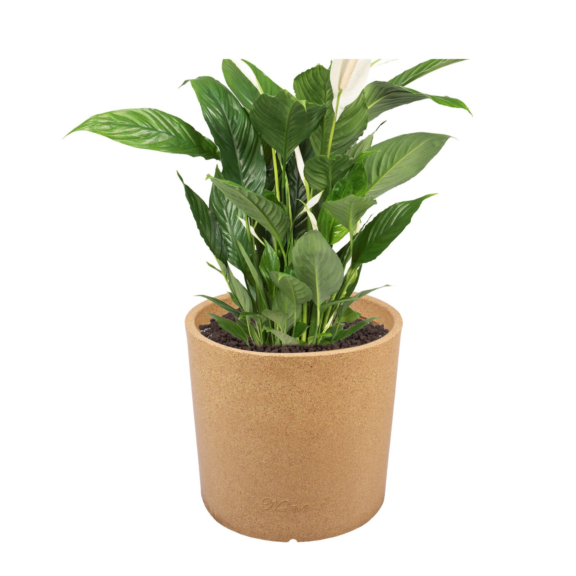 Docheio – 15″ x 14″
