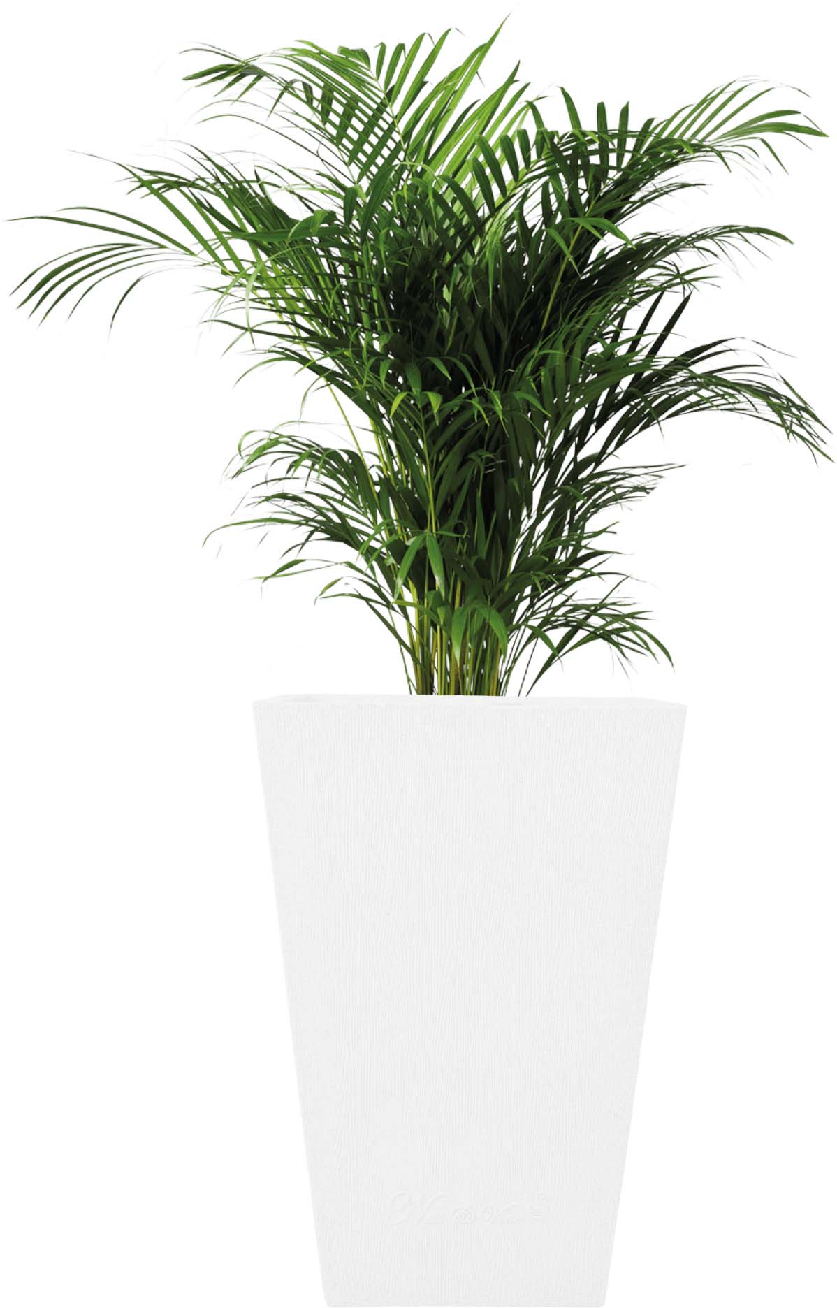 Makris – 12″ x 18″