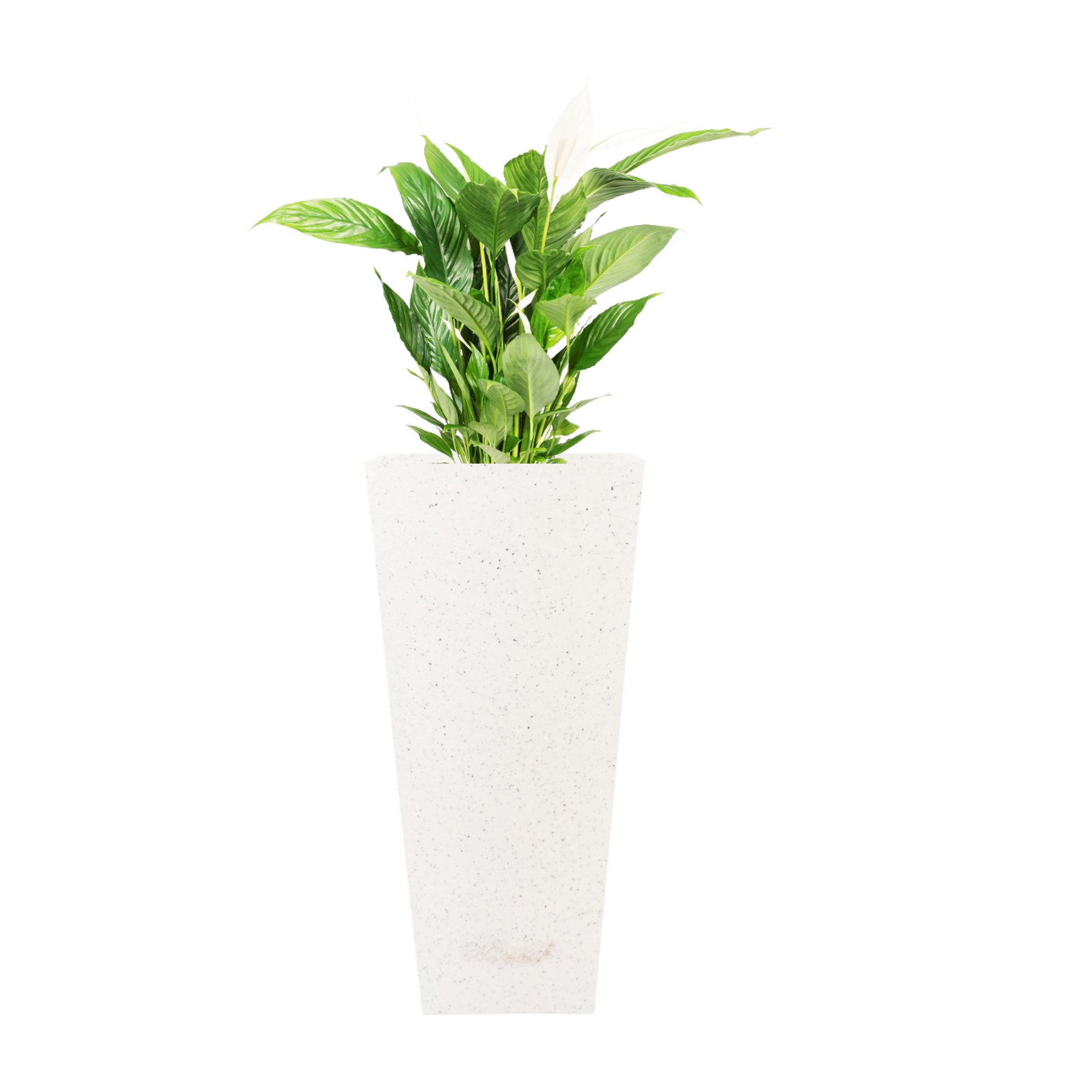 Makris – 14″ x 30″